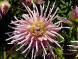 2009 Flora 078.JPG